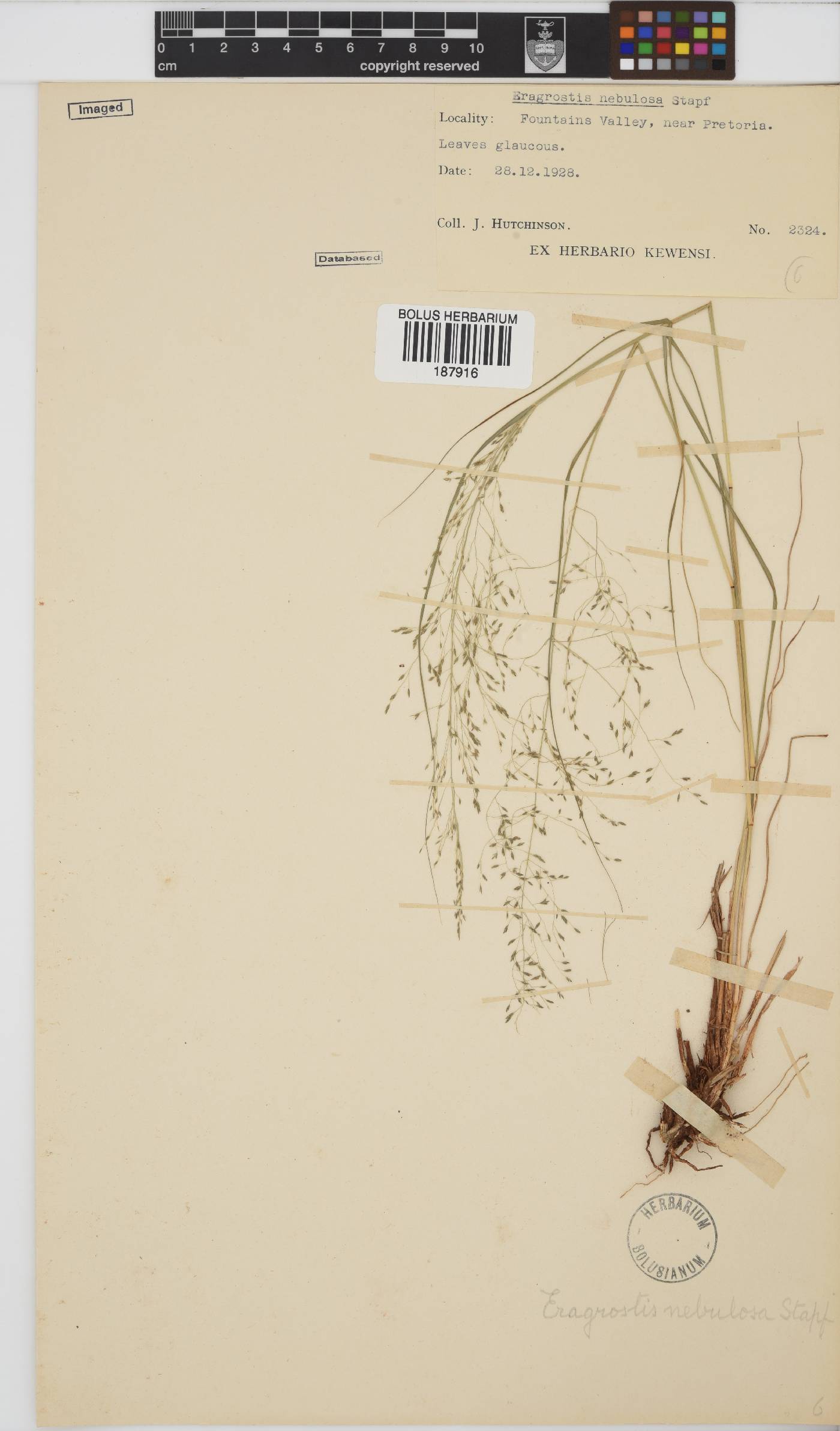 Eragrostis planiculmis image