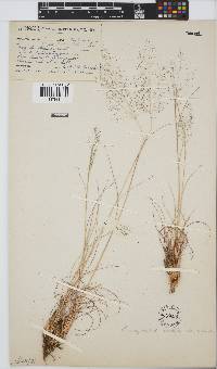 Eragrostis stapfii image