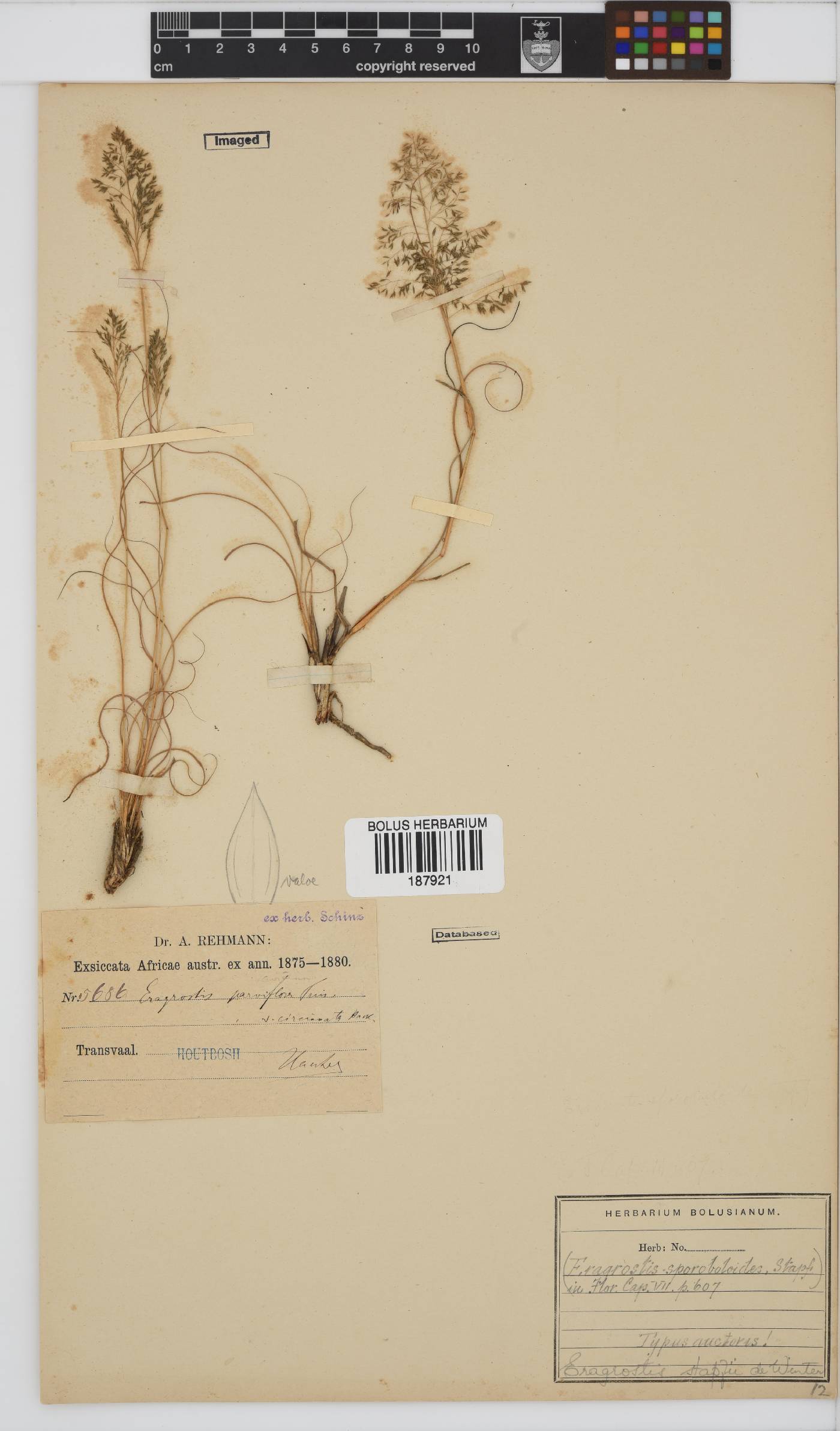 Eragrostis stapfii image