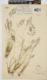 Eragrostis trichophora image