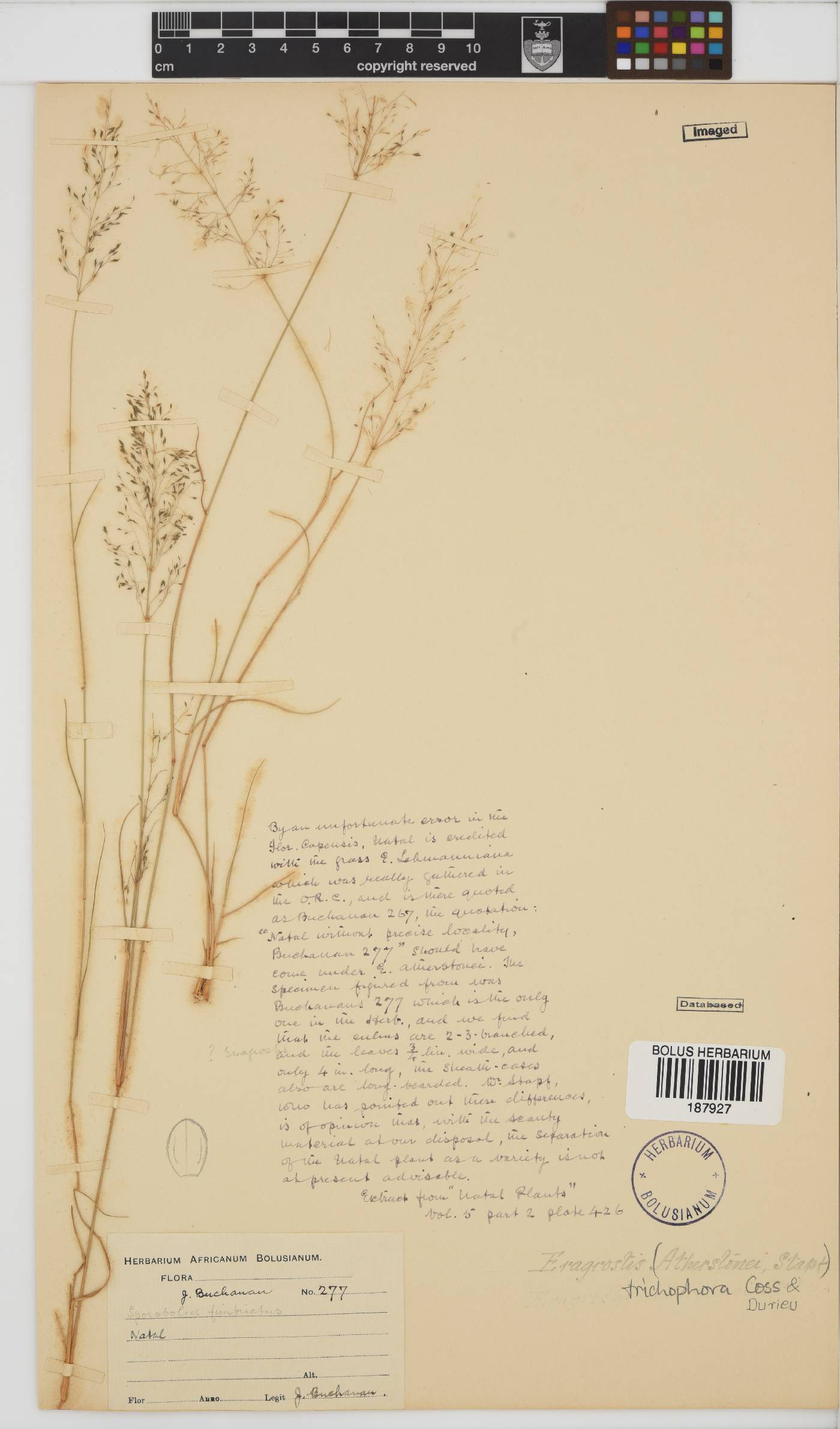 Eragrostis trichophora image