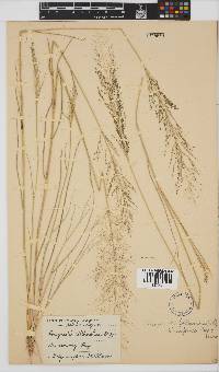 Eragrostis trichophora image