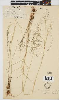 Eragrostis trichophora image