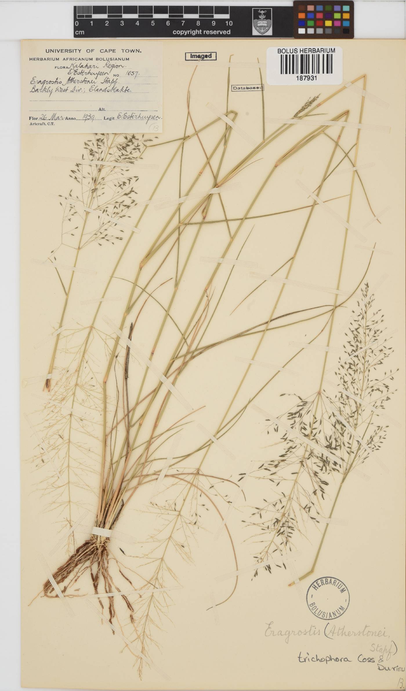 Eragrostis trichophora image