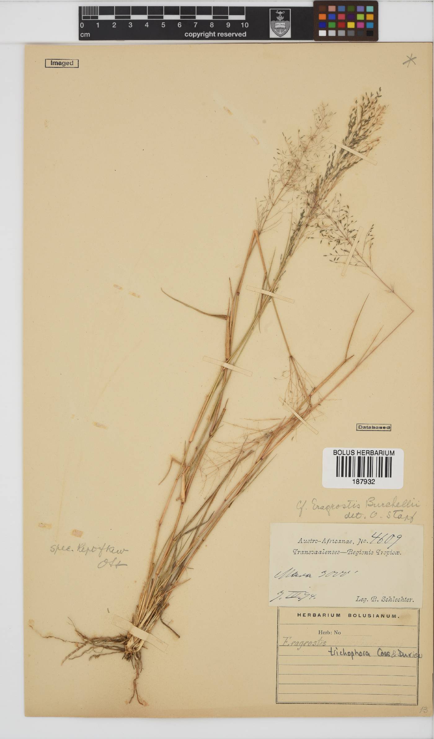 Eragrostis trichophora image