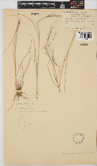 Eragrostis micrantha image