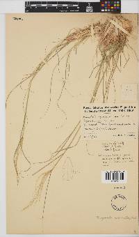 Eragrostis micrantha image