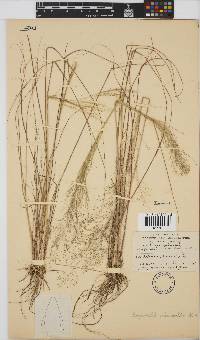Eragrostis micrantha image