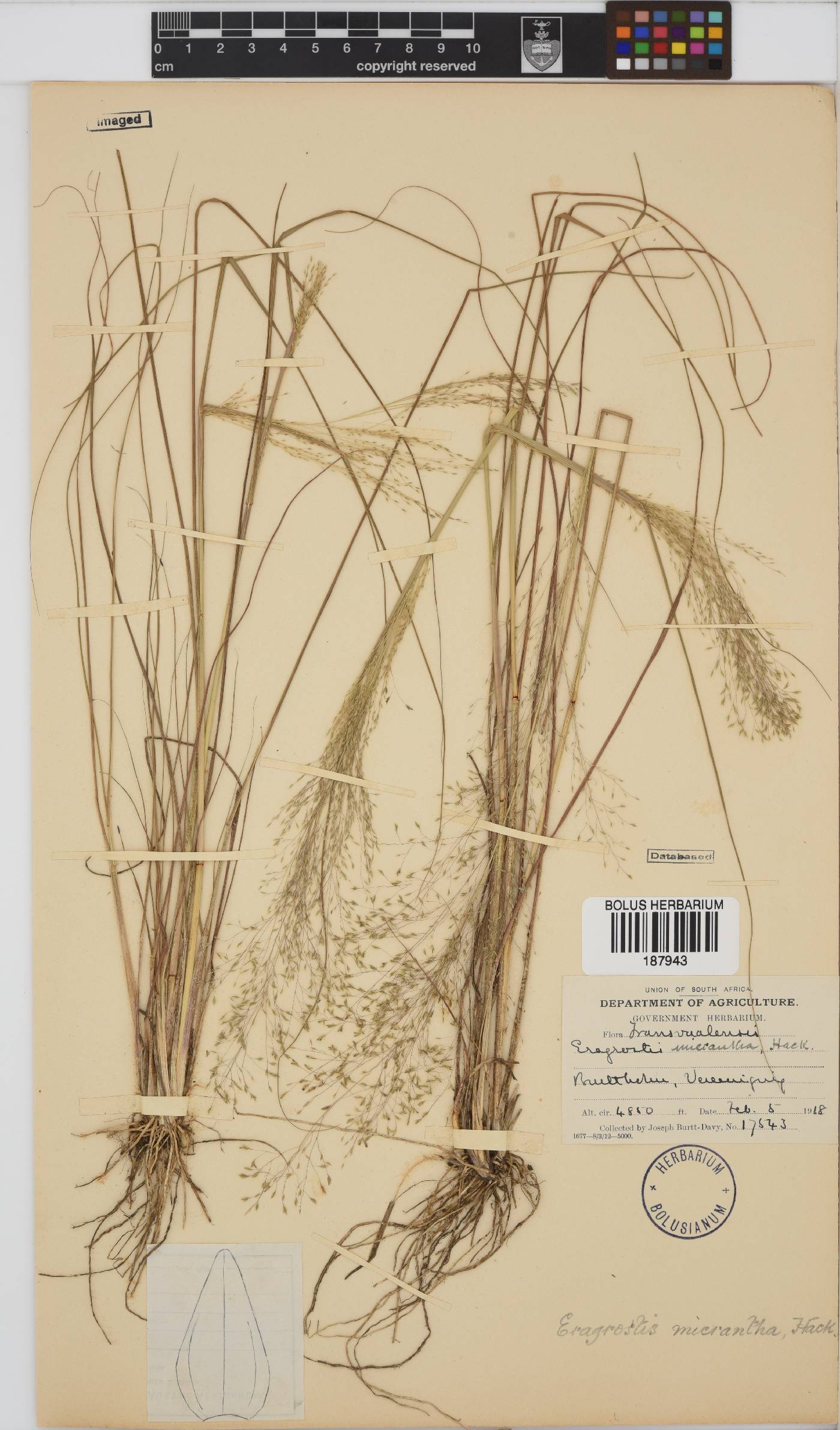 Eragrostis micrantha image