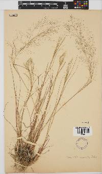 Eragrostis micrantha image