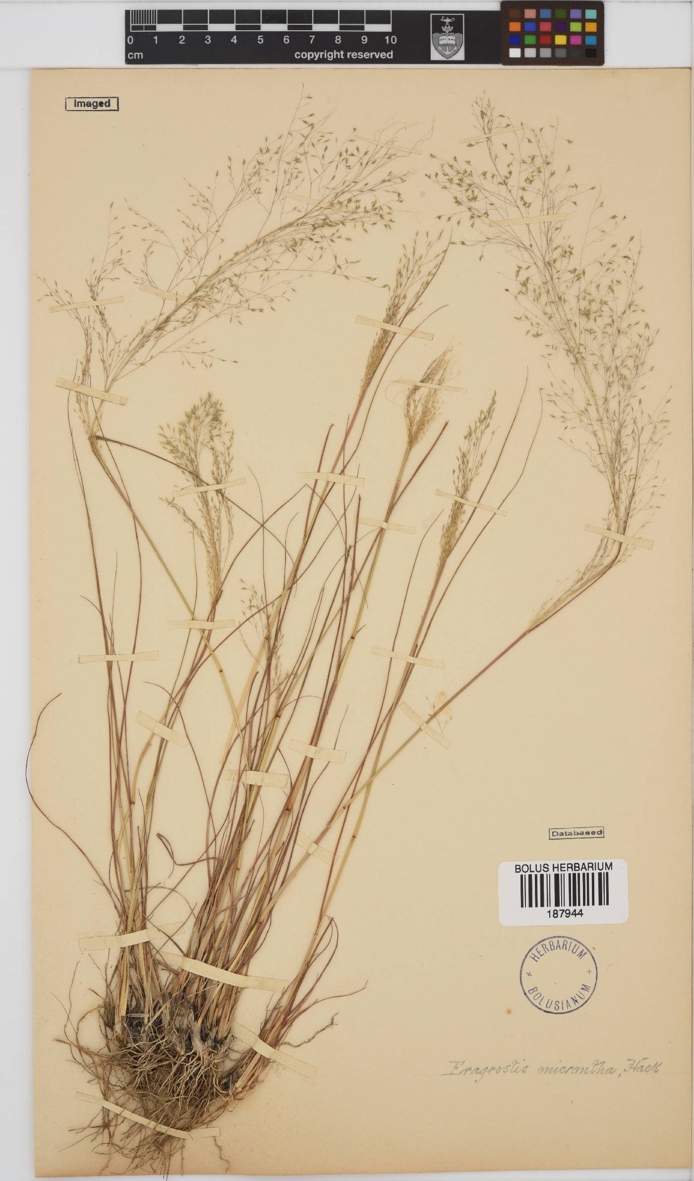 Eragrostis micrantha image