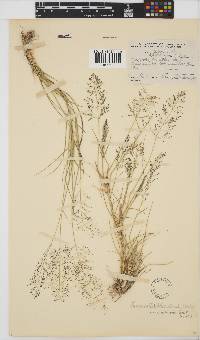 Eragrostis trichophora image