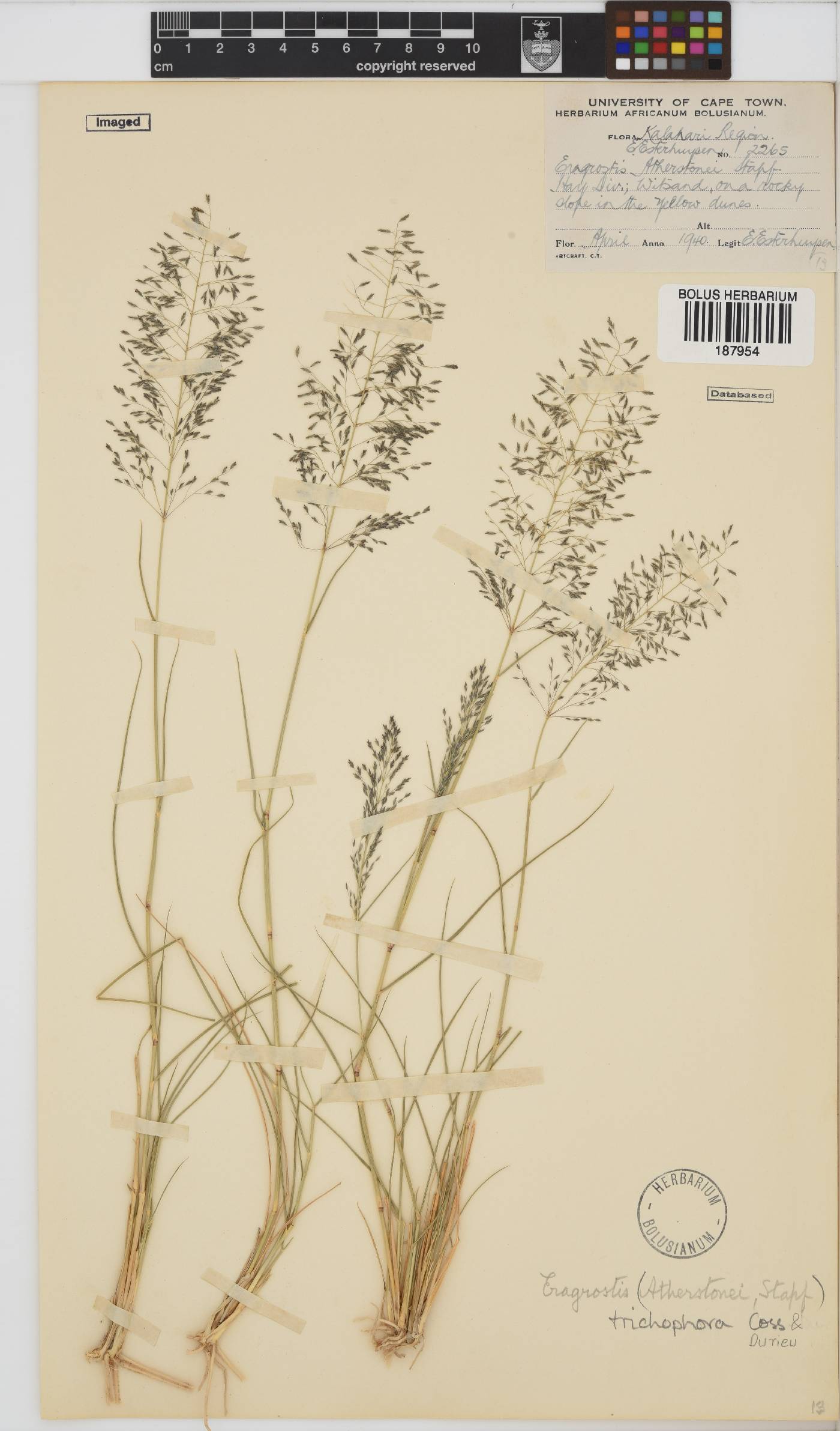 Eragrostis trichophora image