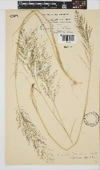 Eragrostis trichophora image