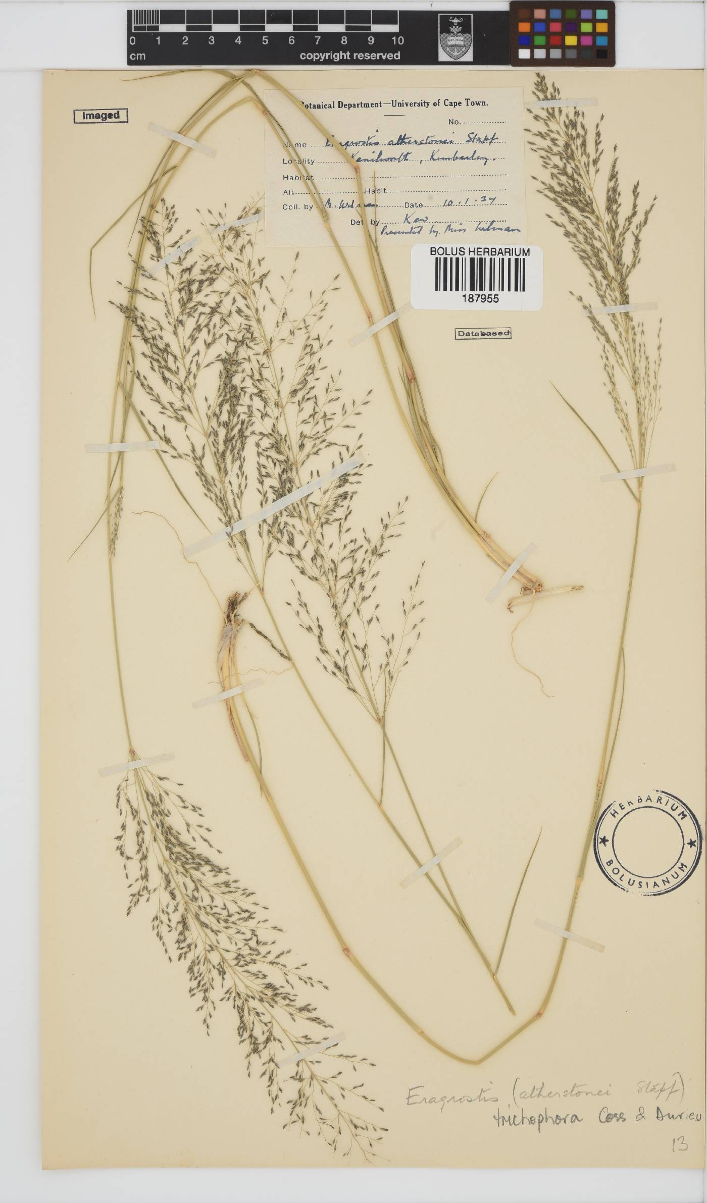 Eragrostis trichophora image