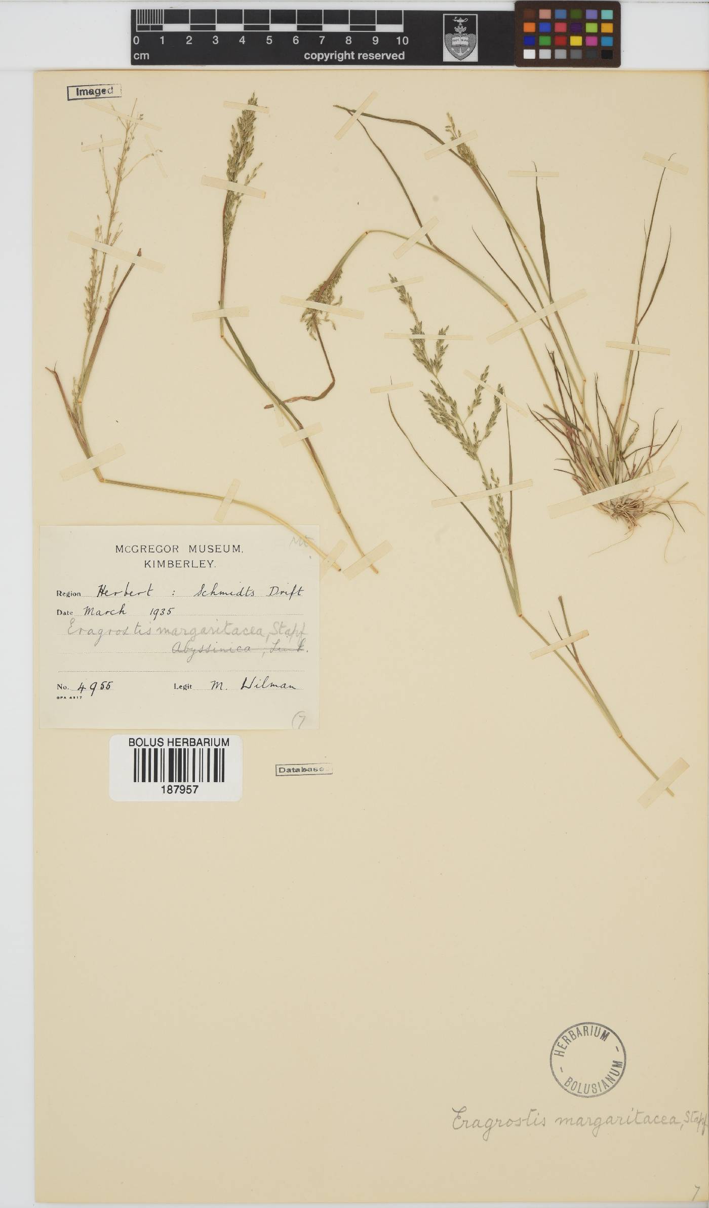 Eragrostis rotifer image