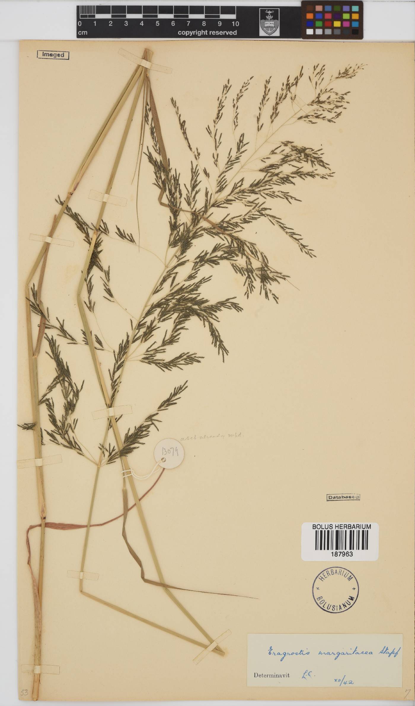 Eragrostis rotifer image