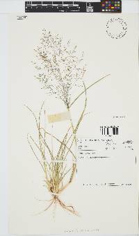 Eragrostis porosa image