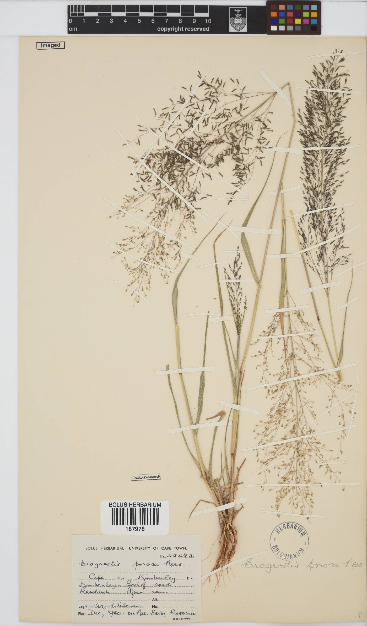 Eragrostis porosa image