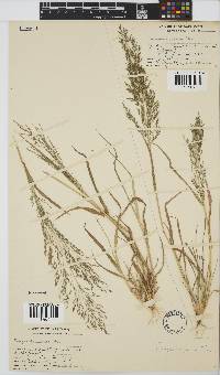 Eragrostis porosa image