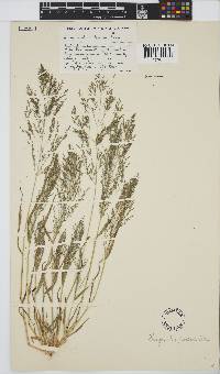 Eragrostis porosa image