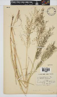 Eragrostis porosa image