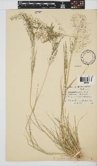 Eragrostis porosa image