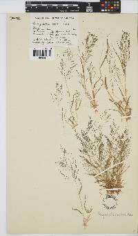 Eragrostis porosa image