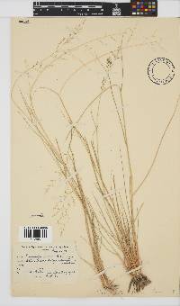 Eragrostis porosa image