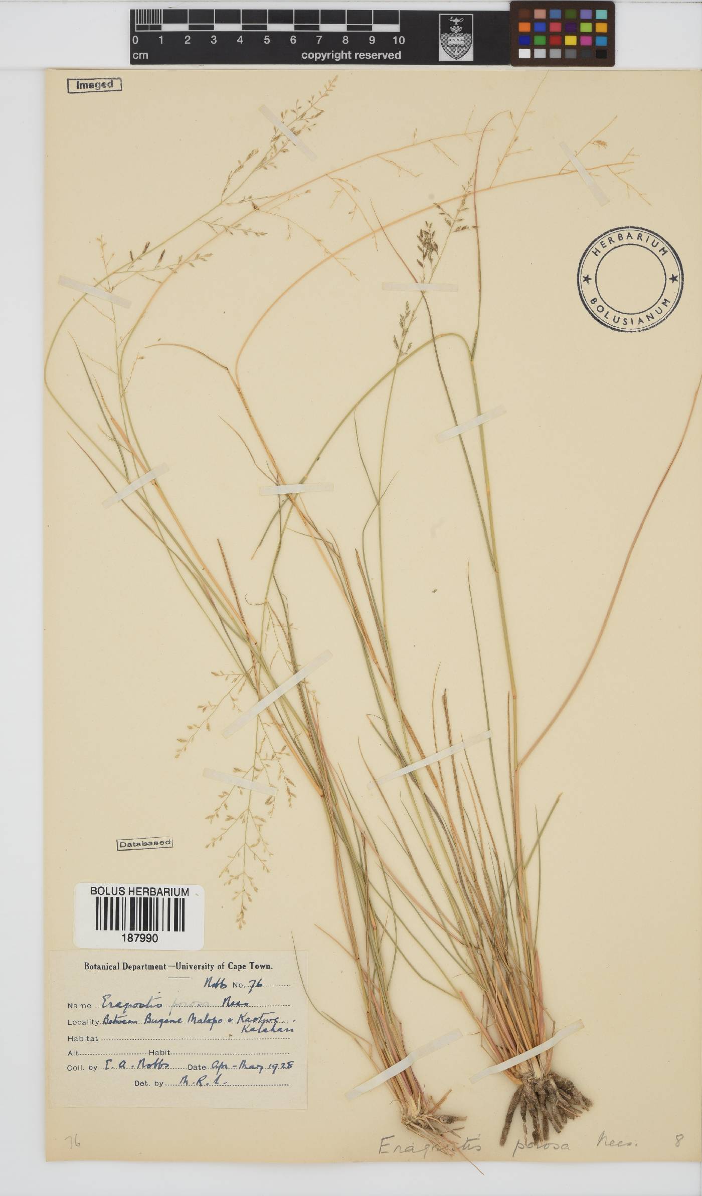 Eragrostis porosa image
