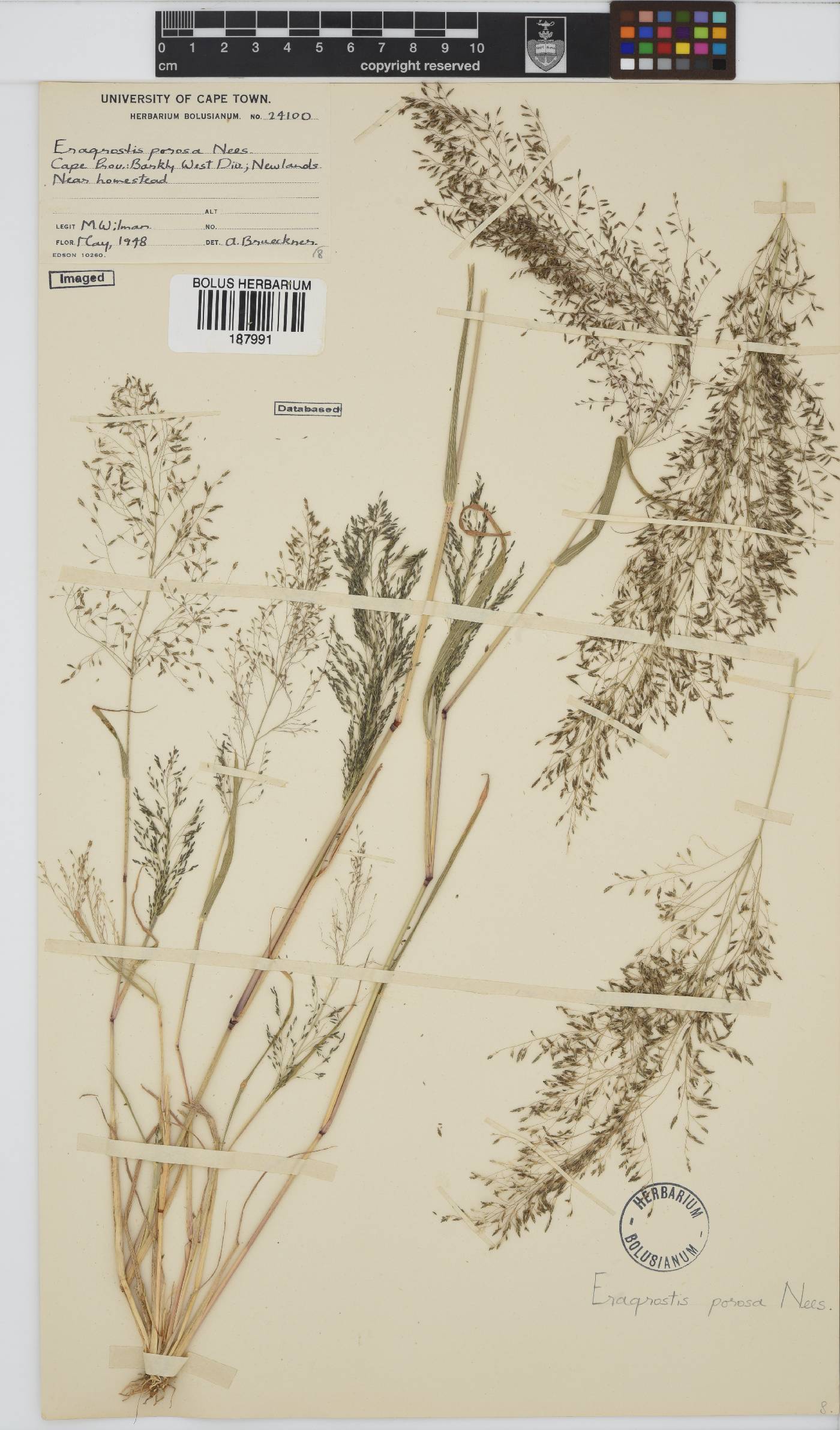 Eragrostis porosa image
