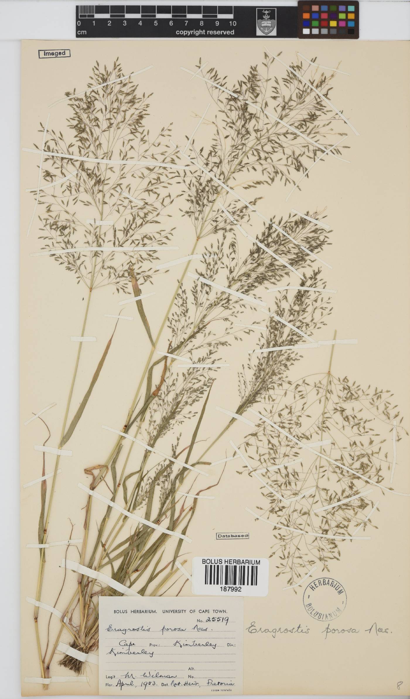 Eragrostis porosa image