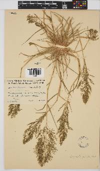 Eragrostis porosa image