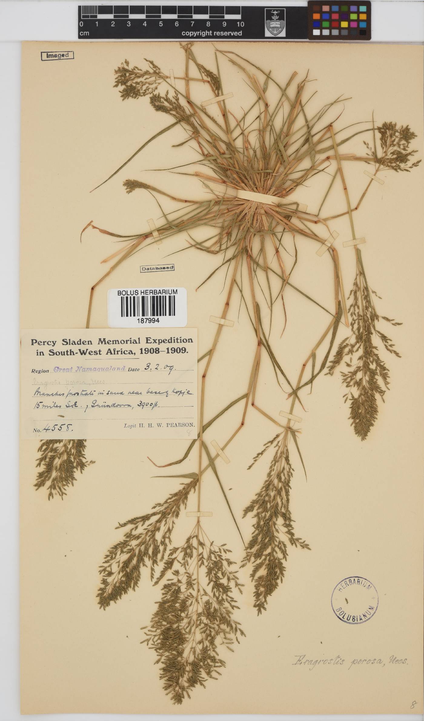 Eragrostis porosa image
