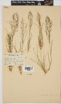 Eragrostis porosa image