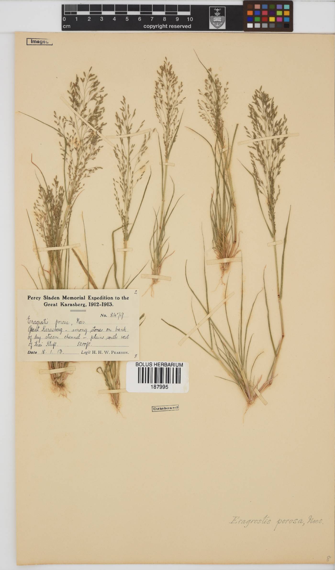 Eragrostis porosa image