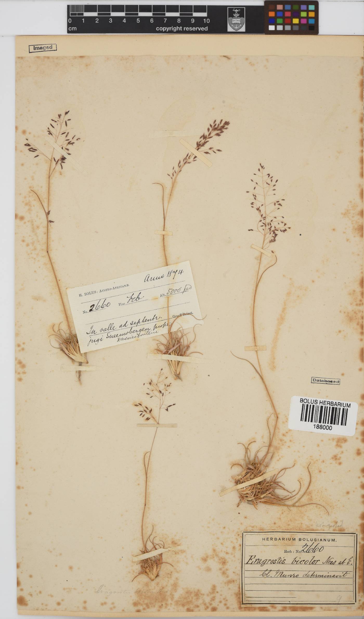 Eragrostis bicolor image