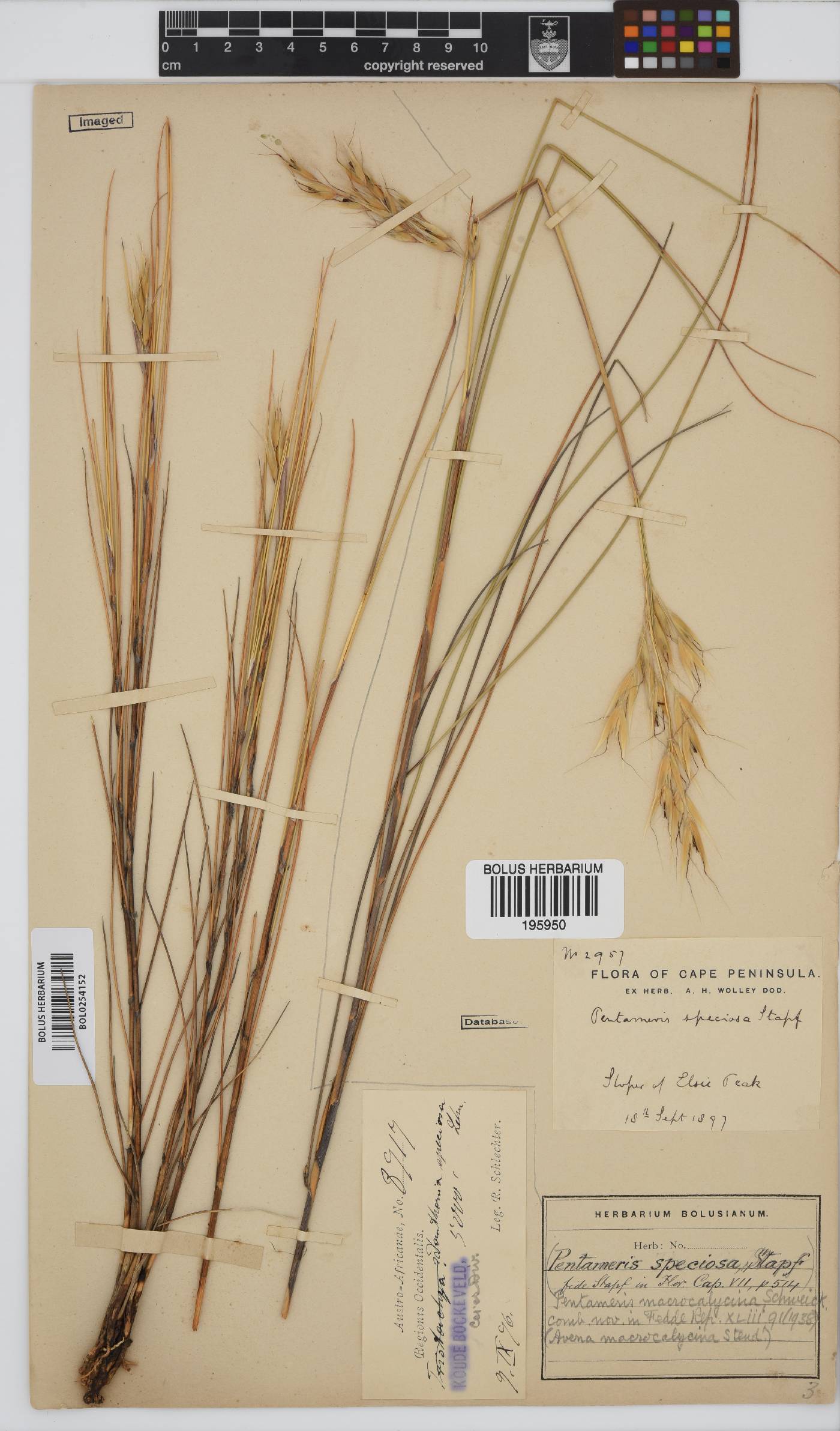 Pentameris macrocalycina image