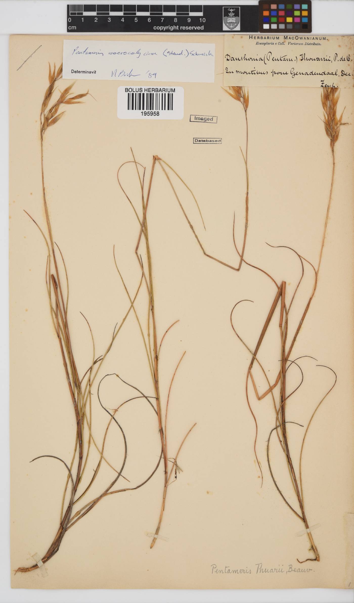 Pentameris macrocalycina image