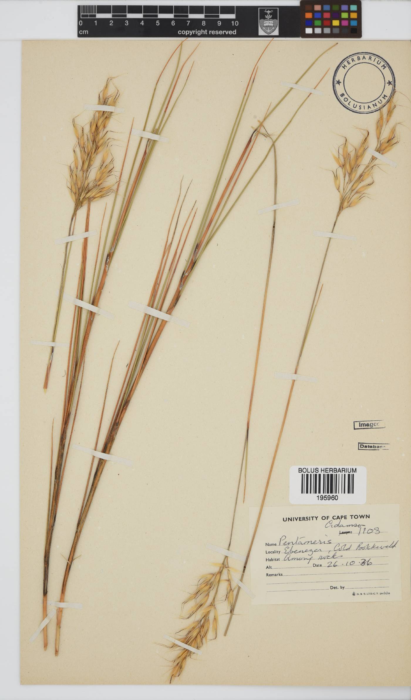 Pentameris macrocalycina image