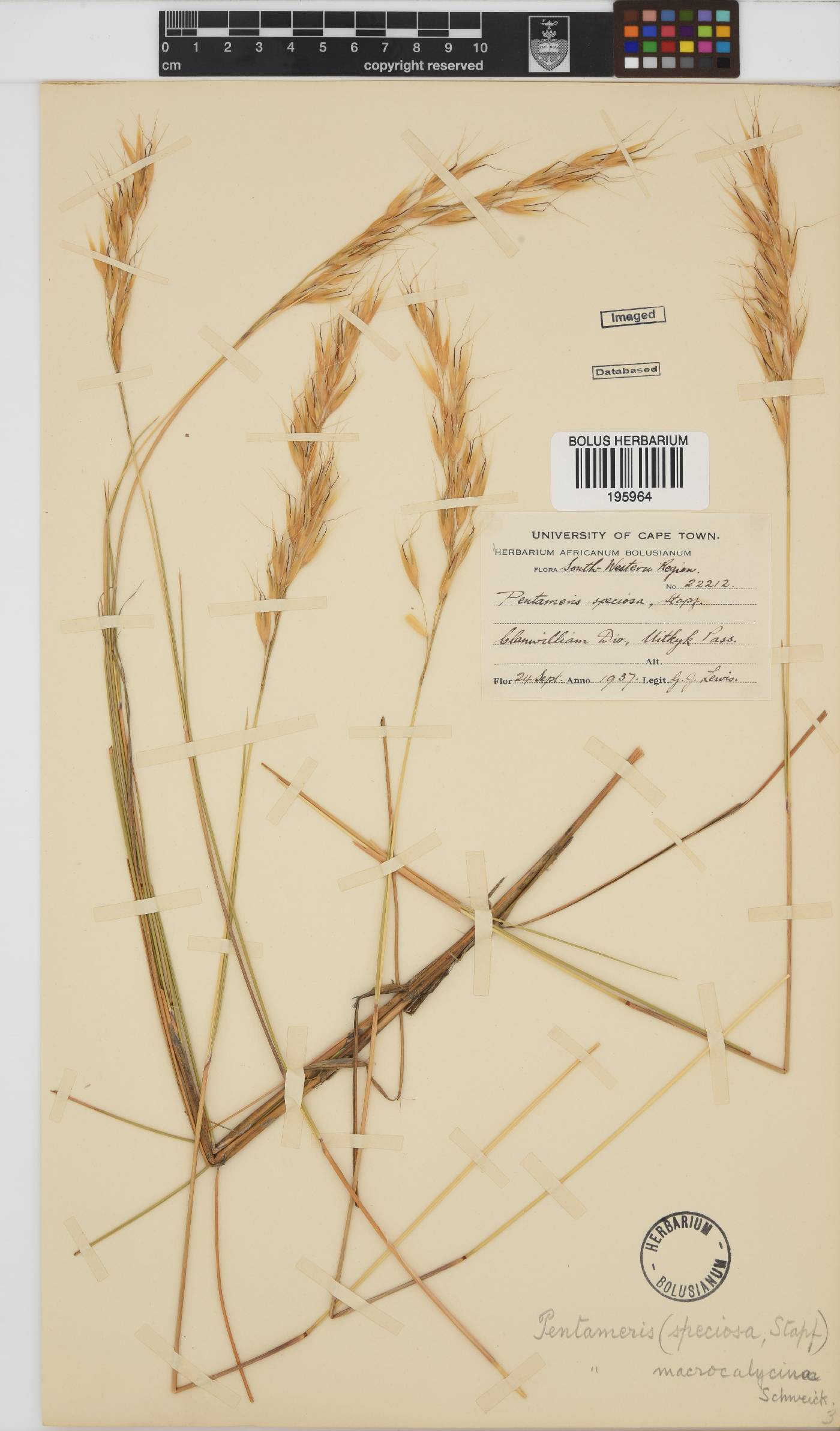 Pentameris macrocalycina image