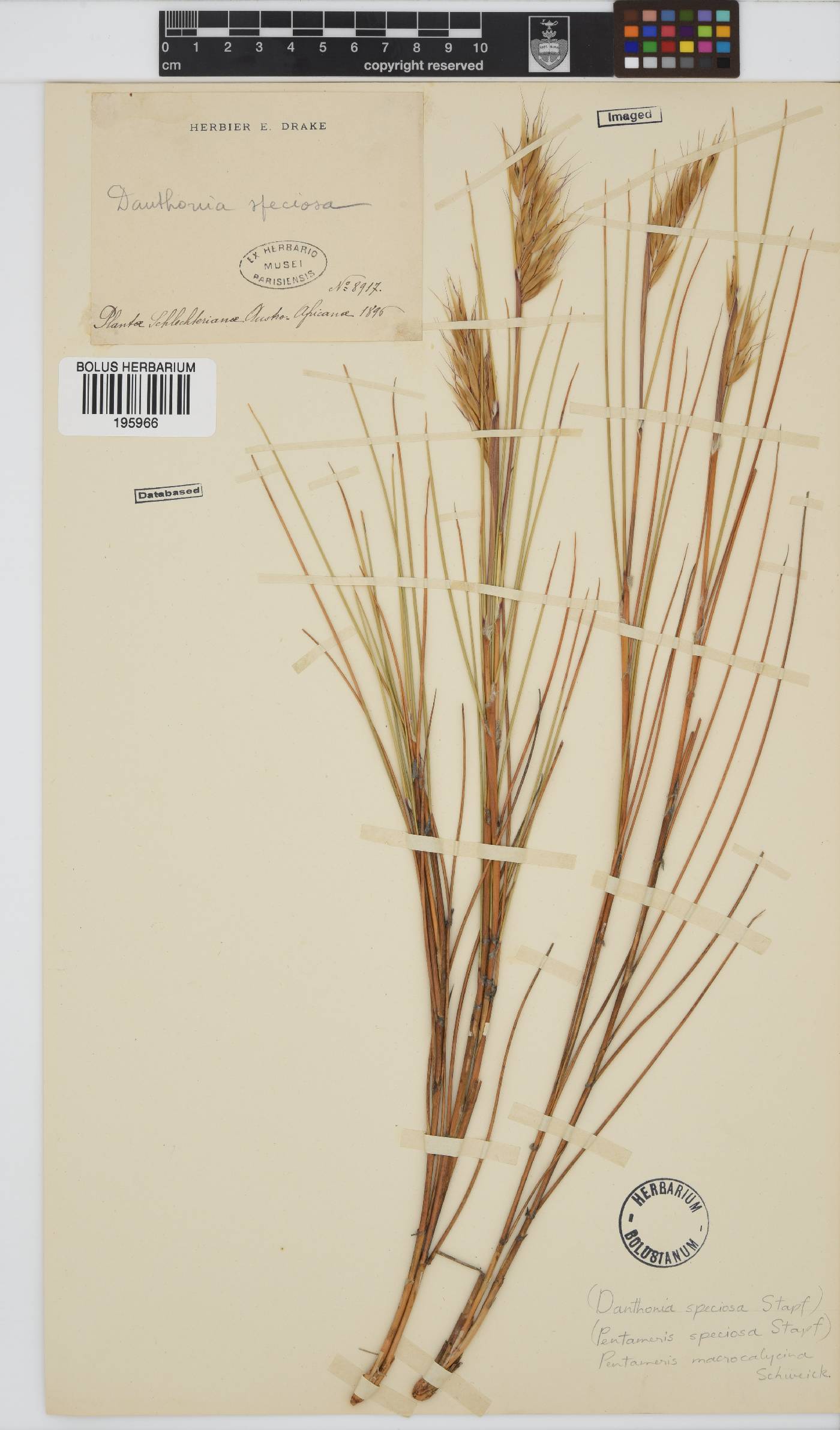 Pentameris macrocalycina image