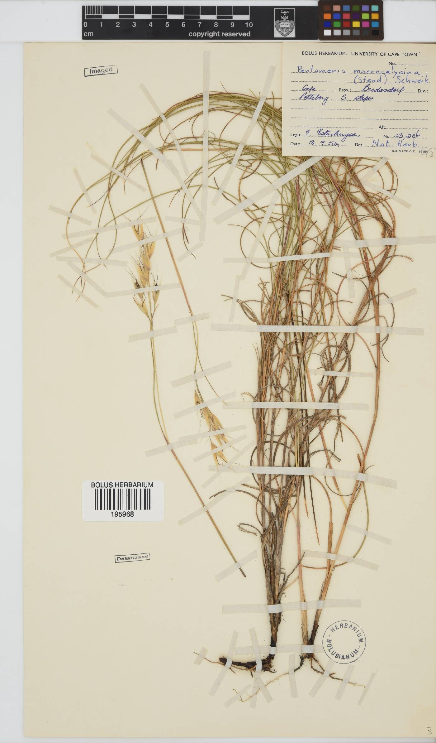 Pentameris macrocalycina image