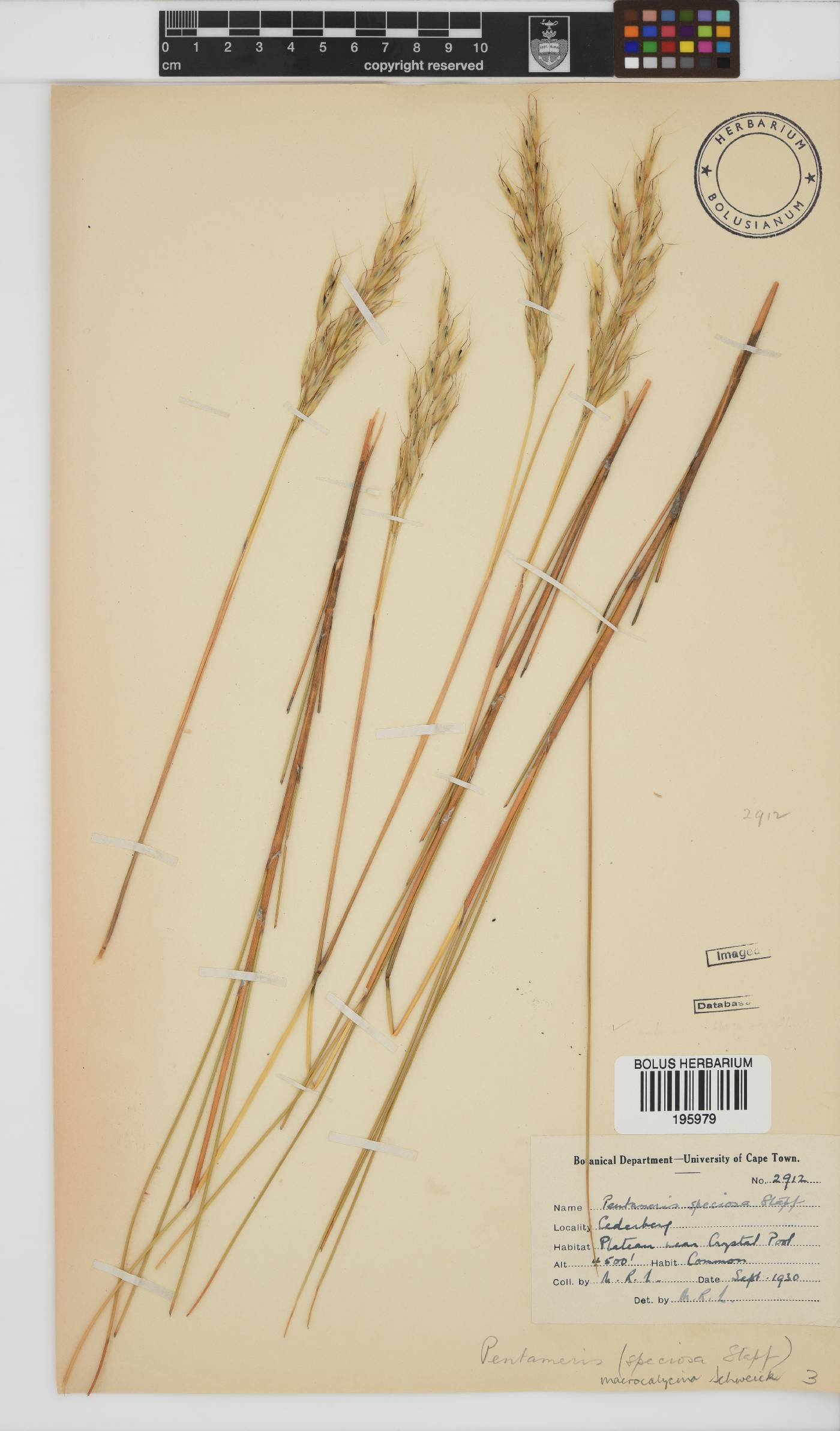 Pentameris macrocalycina image