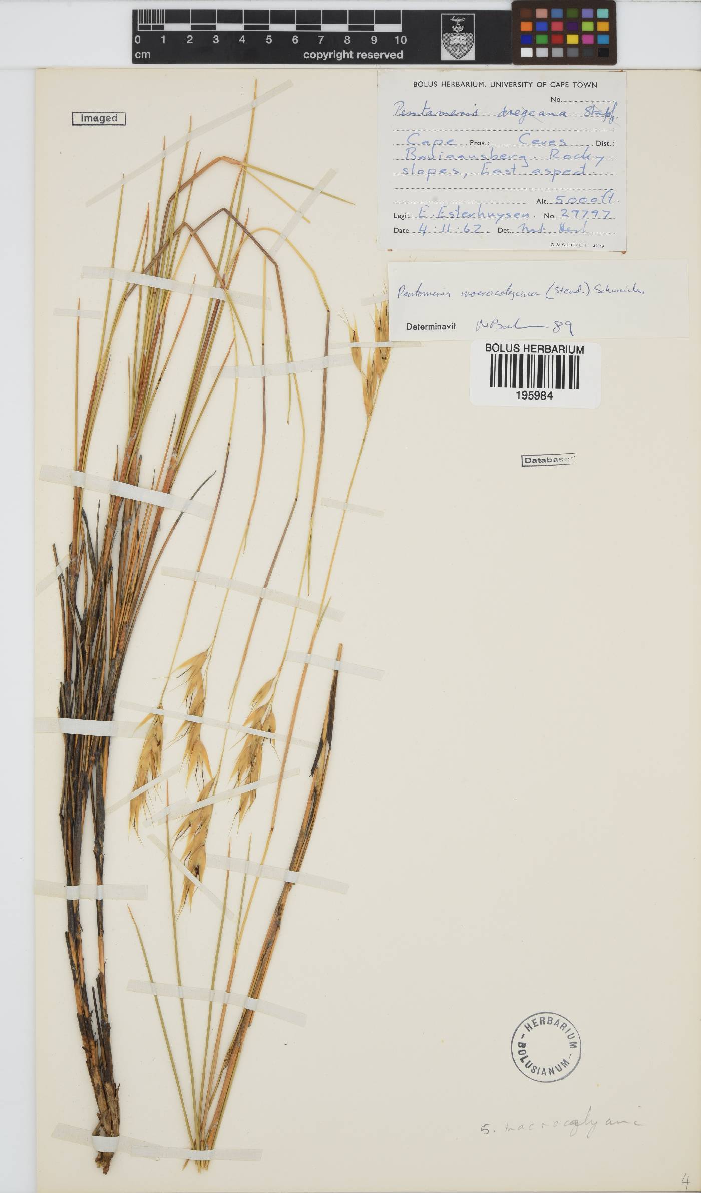 Pentameris macrocalycina image
