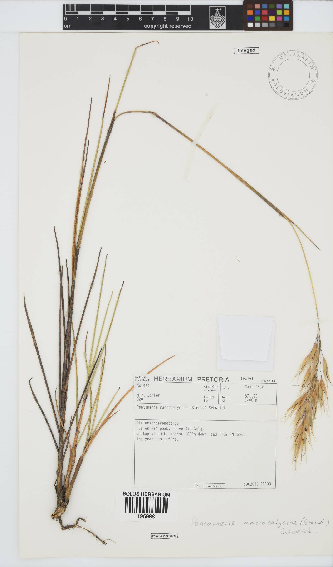 Pentameris macrocalycina image