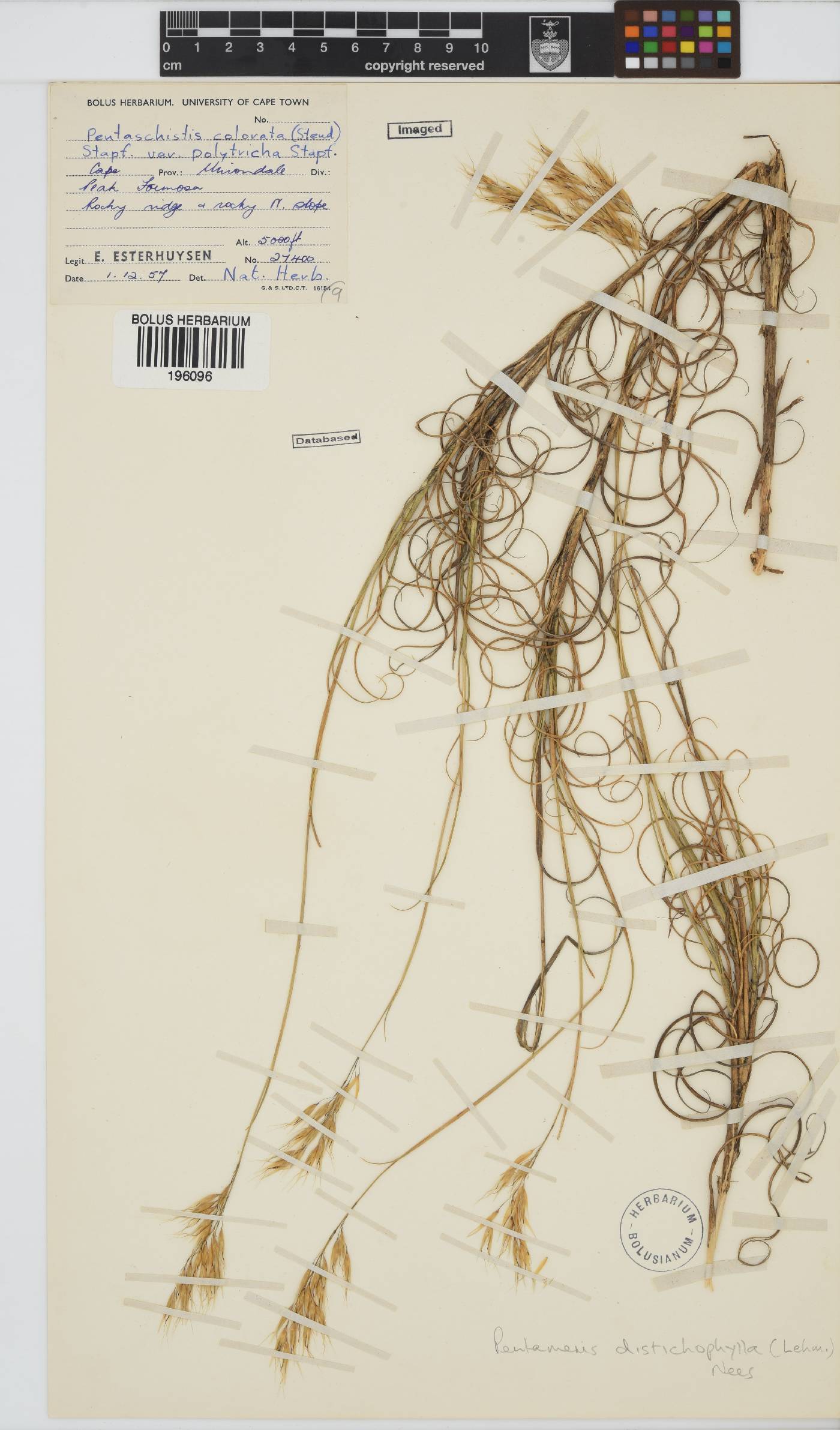 Pentameris distichophylla image