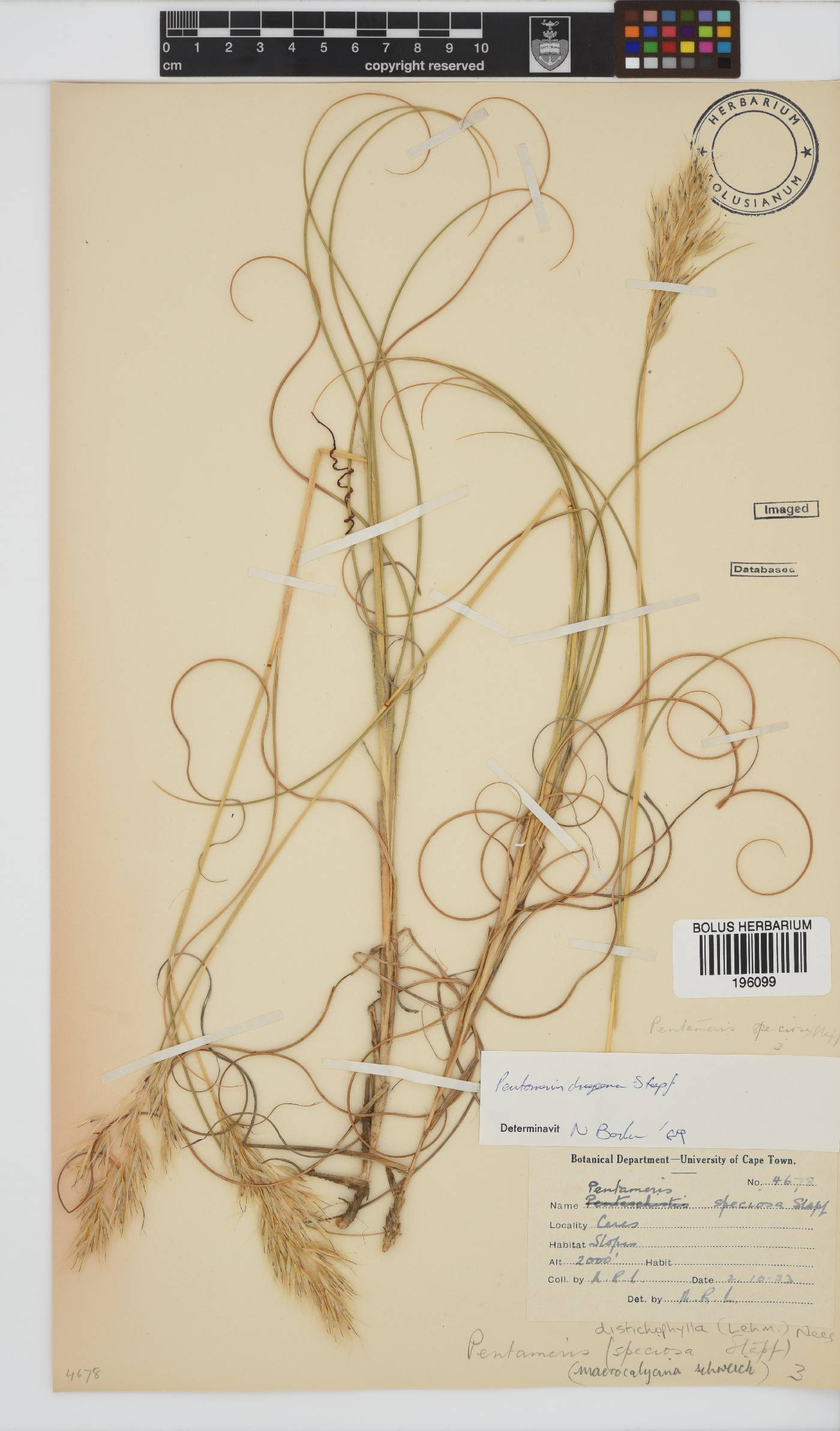 Pentameris distichophylla image