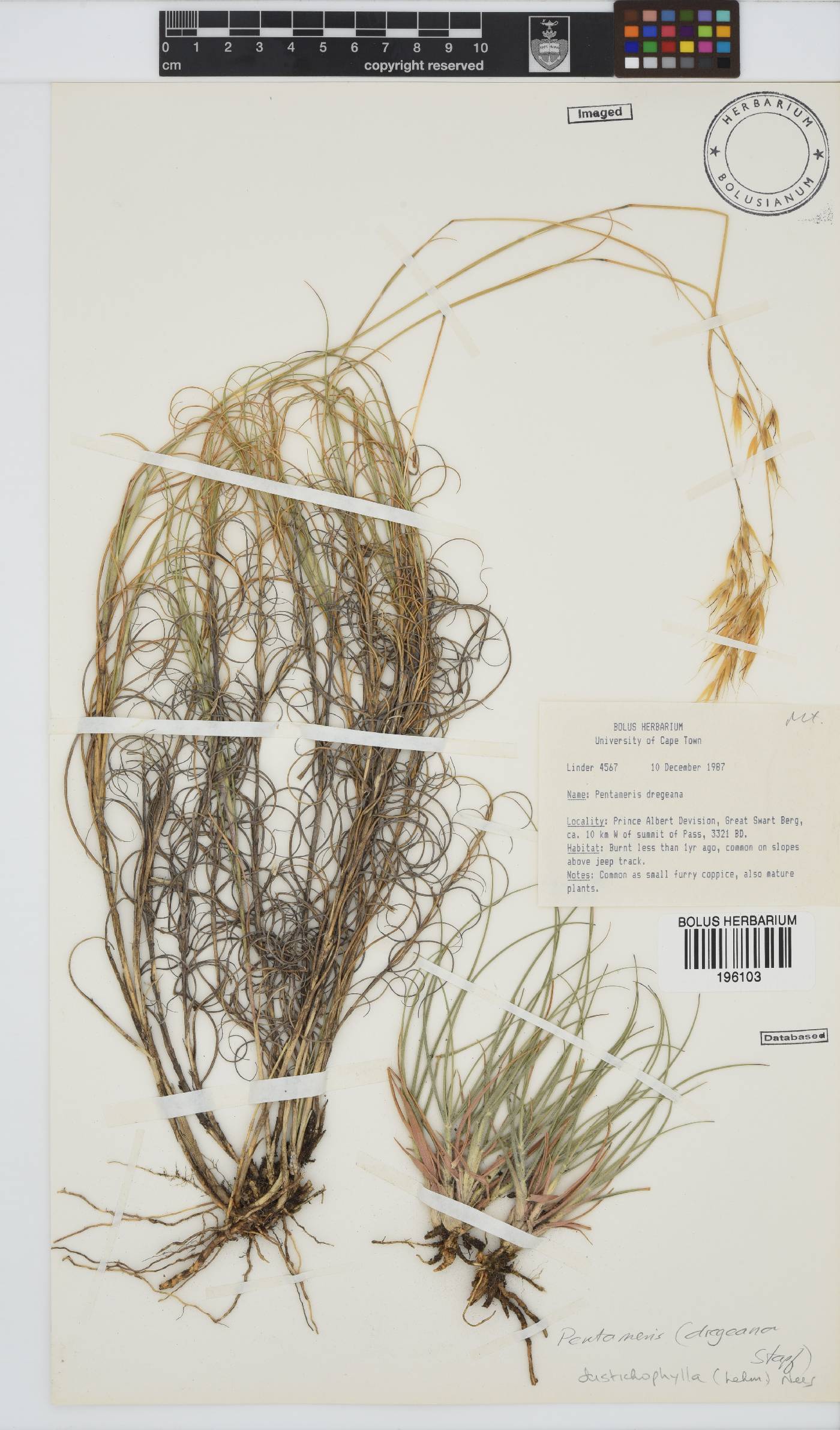 Pentameris distichophylla image