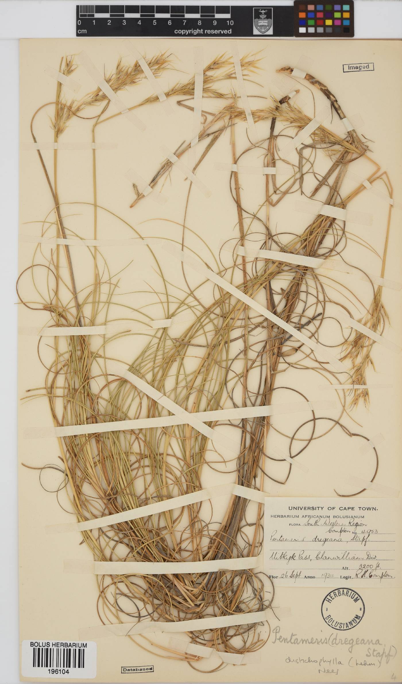 Pentameris distichophylla image